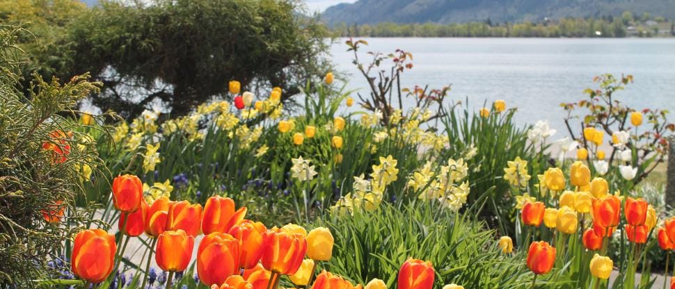 Lakefront with flowers